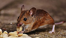24 Hour & Emergency Exterminators in Dousman, WI